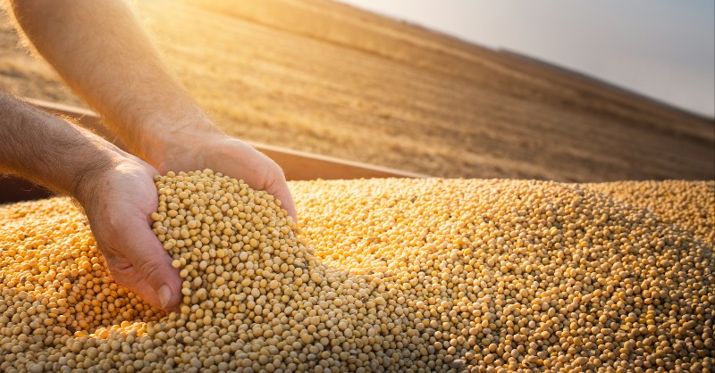 Food_EU's tweet photo. 🆕We have authorised 2 genetically modified crops for use as food & animal feed 🌱🌽
All of these #GMOs have gone through a comprehensive and stringent authorisation procedure, including a favourable scientific assessment by @EFSA_EU
More ⬇
#EUFoodSafety #EU4AnimalWelfare