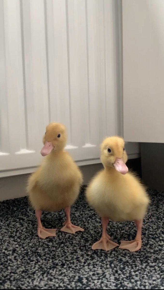 AamenaLala's tweet photo. Just bought 2 baby ducks, what shall we name them? 🥹 https://t.co/AdzmPE2KHm