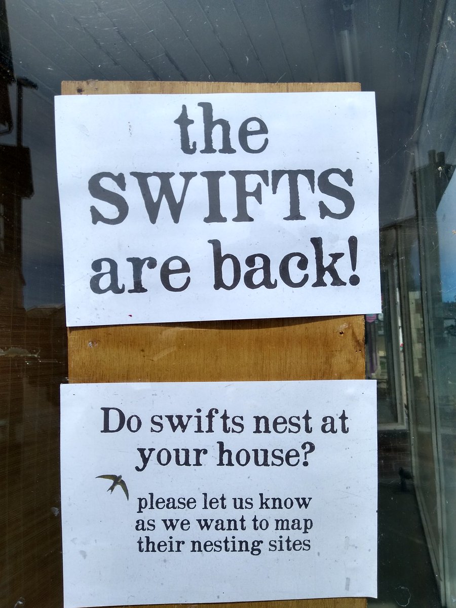 TimBirchWild's tweet photo. Love this in a shop window in stunning Presteigne in Radnorshire Wales. People love their #swifts here clearly! We need more villages and towns across UK to become #Swift Champions. @WildlifeTrusts @IoloWilliams2 @rwtwales @Natures_Voice @_BTO @JulieJamesMS @CraigBennett3 https://t.co/CBLj6c29BR