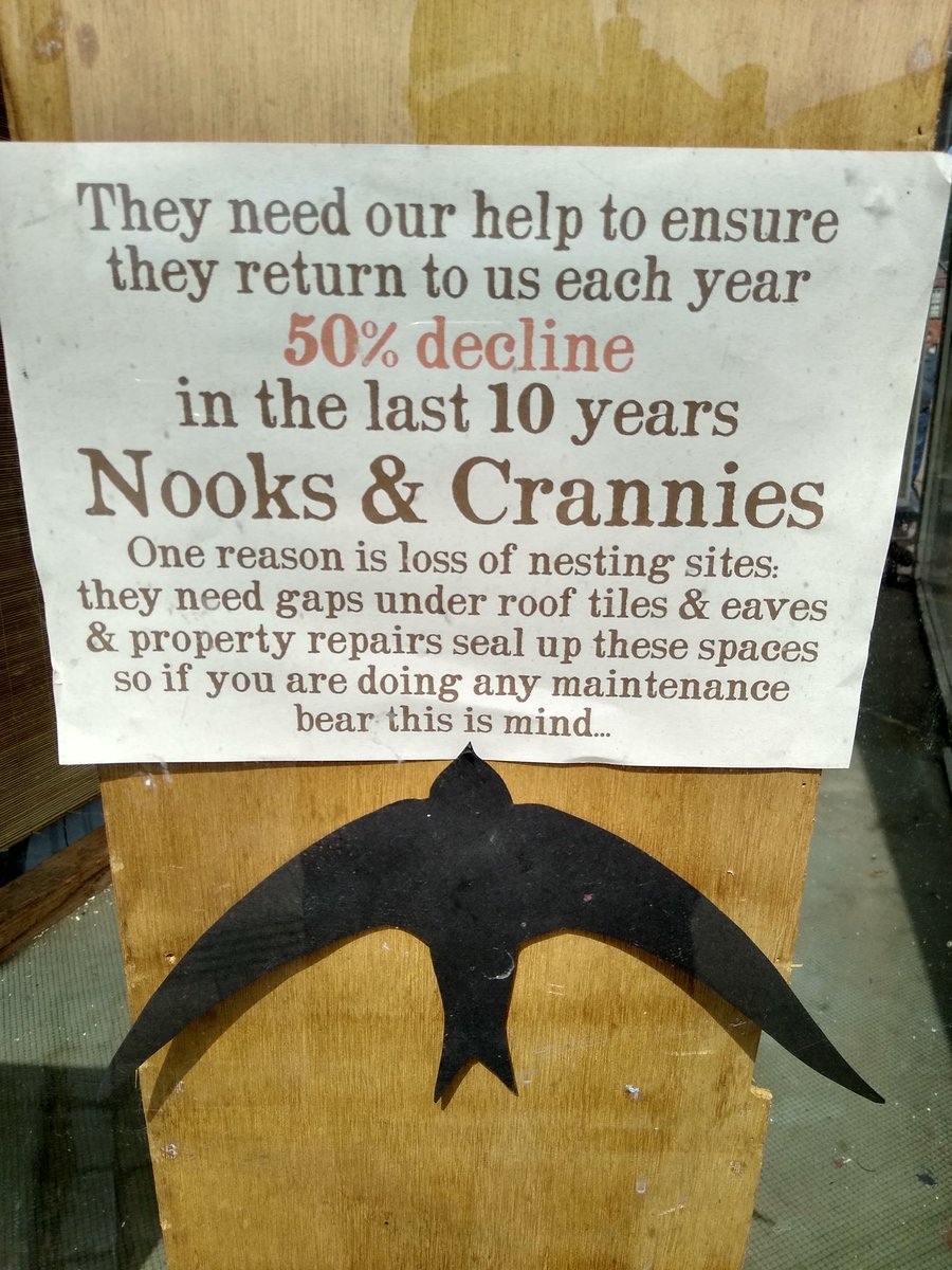 TimBirchWild's tweet photo. Love this in a shop window in stunning Presteigne in Radnorshire Wales. People love their #swifts here clearly! We need more villages and towns across UK to become #Swift Champions. @WildlifeTrusts @IoloWilliams2 @rwtwales @Natures_Voice @_BTO @JulieJamesMS @CraigBennett3 https://t.co/CBLj6c29BR