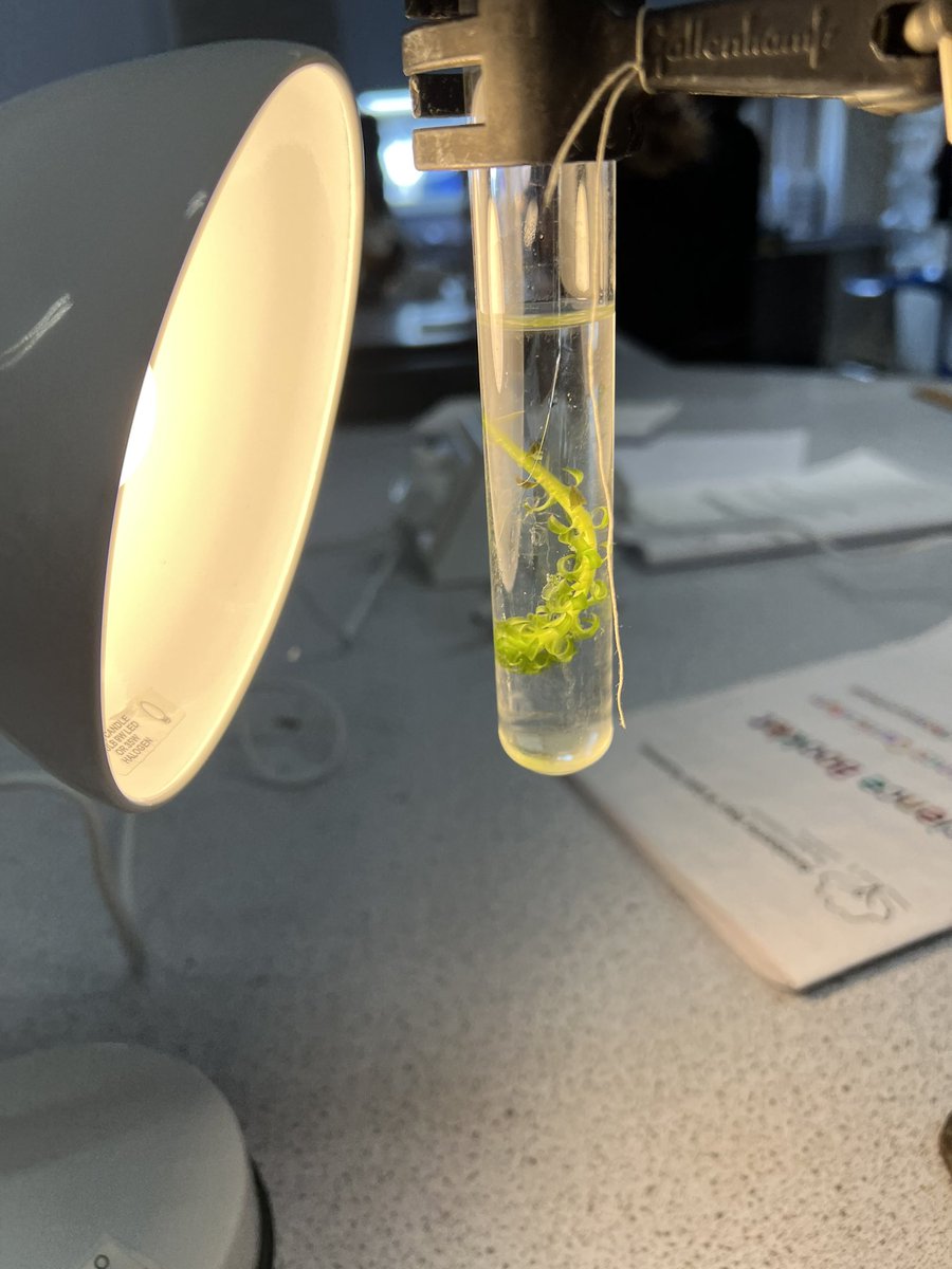 AvonbourneSci's tweet photo. This week year 8 have been applying their knowledge of the photosynthesis reaction to investigate how light intensity affects the rate of photosynthesis. Some weren’t too pleased to spot creepy crawlies within the pondweed 🐛🐛 https://t.co/ZswtB9JlHg