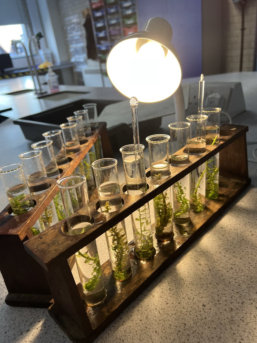 AvonbourneSci's tweet photo. This week year 8 have been applying their knowledge of the photosynthesis reaction to investigate how light intensity affects the rate of photosynthesis. Some weren’t too pleased to spot creepy crawlies within the pondweed 🐛🐛 https://t.co/ZswtB9JlHg