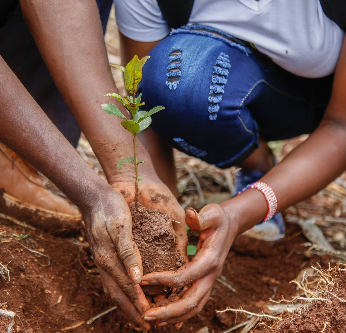 Nature_Kenya's tweet image. Tomorrow we will be at the Thogoto forest block with the @PrivatizationKe to plant more trees to restore Kereita forest. 
#PCFiT
#PartnershipsForSustainability
#ActForNature