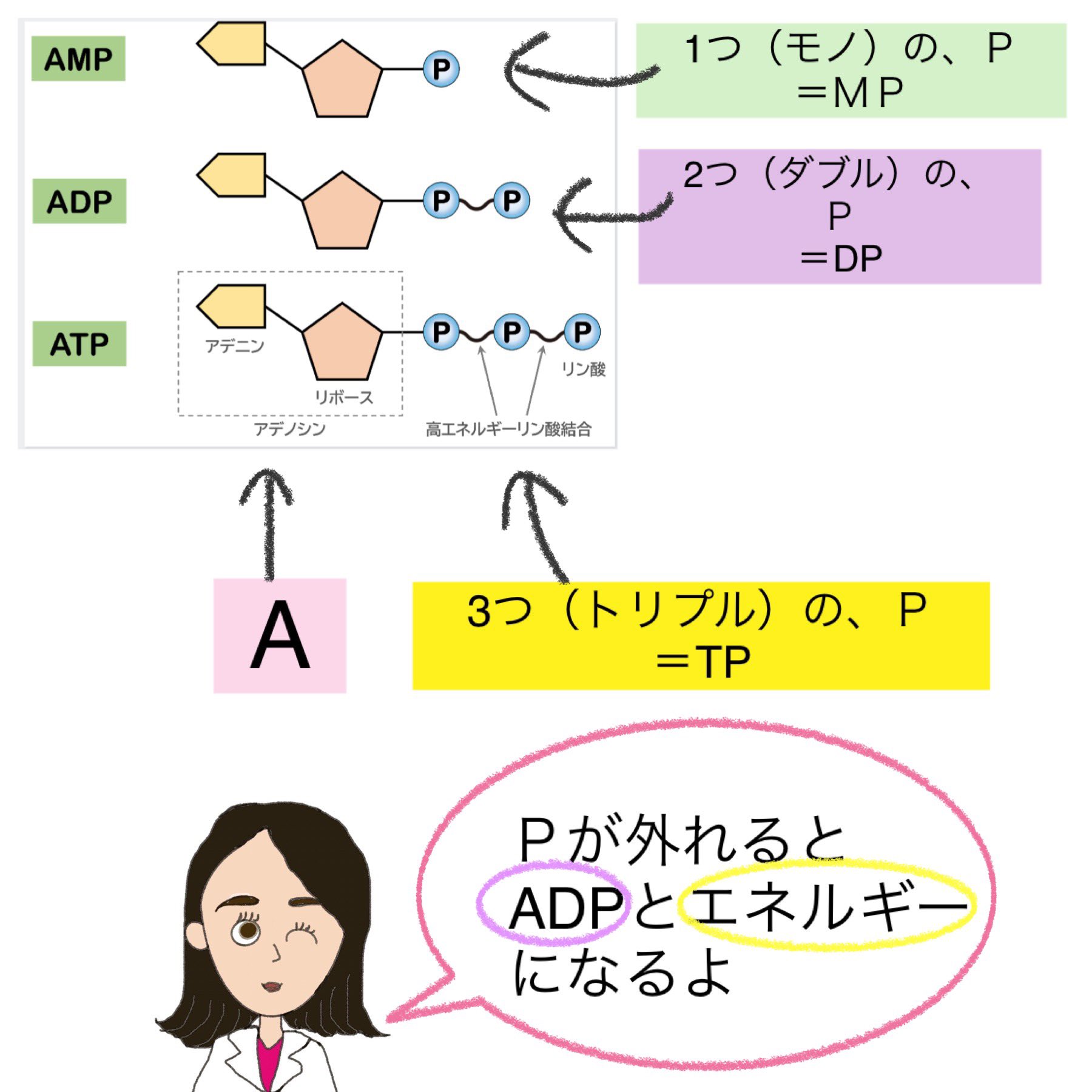るみ塾 鍼灸国家試験対策の鬼 鍼灸国試 筋収縮 やってくよーーー まずは Atp の基本 ギリシャ文字 みたいだよ ヘキサゴン 思い出すねっ 懐かしい 1 モノ 2 ジ 3 トリ 4 テトラ 5 ペンタ 6 ヘキサ T Co Qs6znl0ffp Twitter