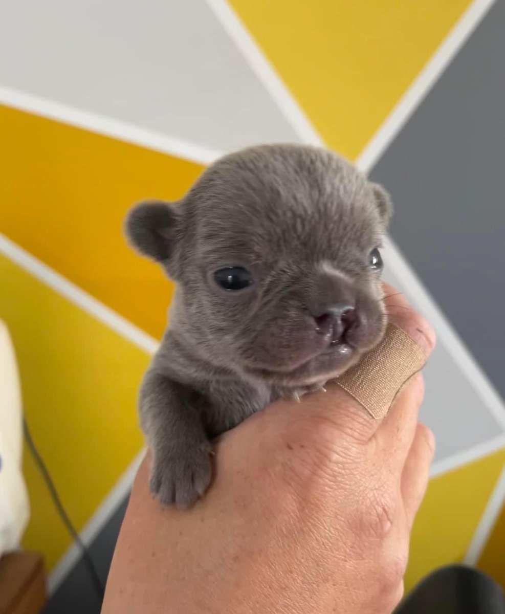 We’ve spent the week nursing him back with tube feeding and he has over doubled his weight 💪🏻 He is still small for his age but keeping everything crossed that he can pull himself around and ”catch up”.

Keep fighting Andre, you’re already so very loved xx