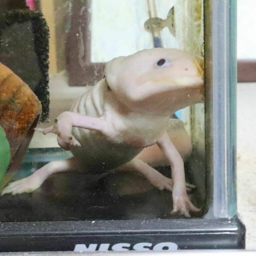 しろひ 神の一手 ウーパールーパー ウーパールーパーのいる暮らし ウーパールーパーかわいい ウーパールーパーに癒される T Co Reggiqs5oz T Co Dwobajae6h Twitter