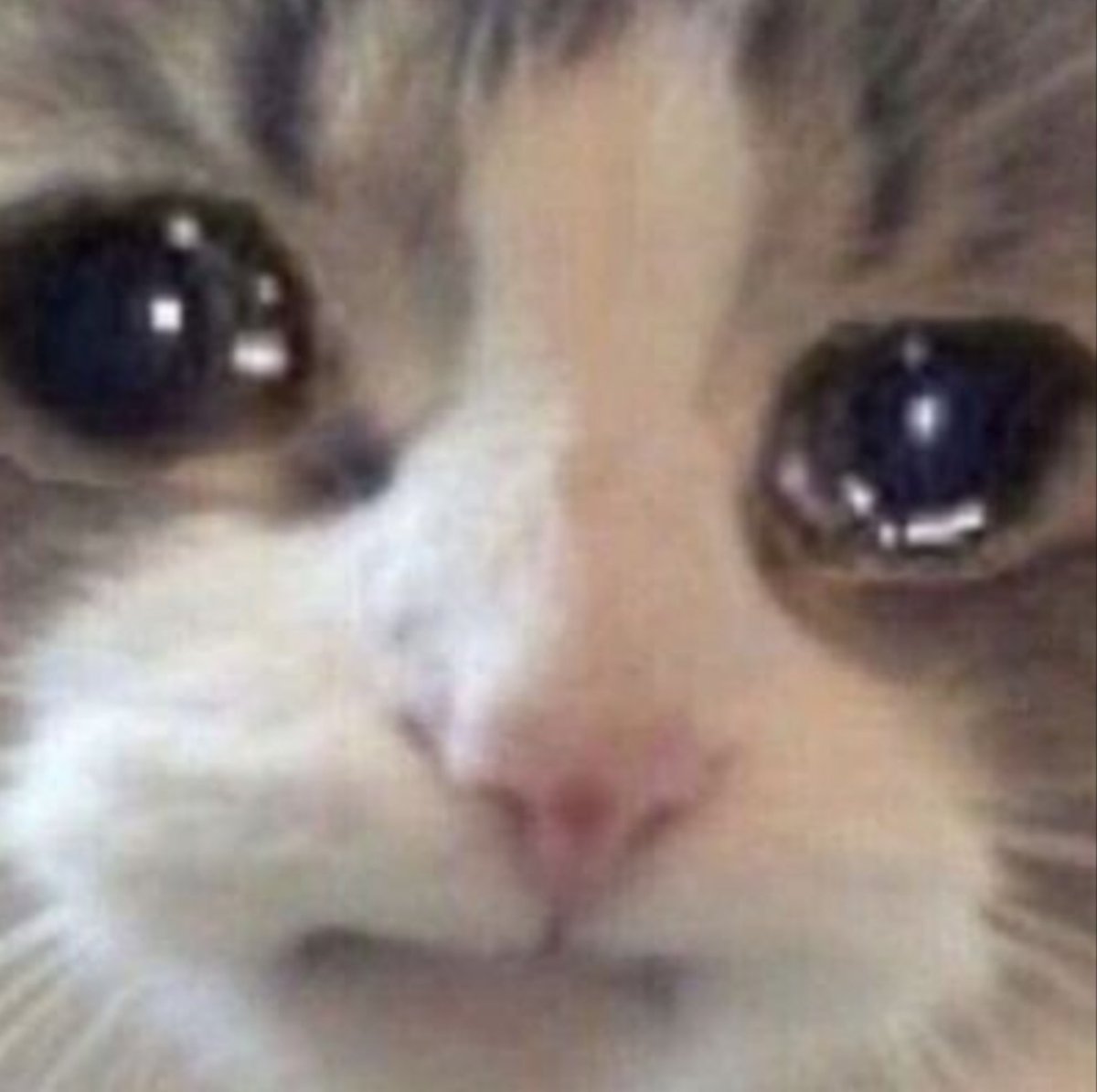 Raza Adhanzio K tweet media