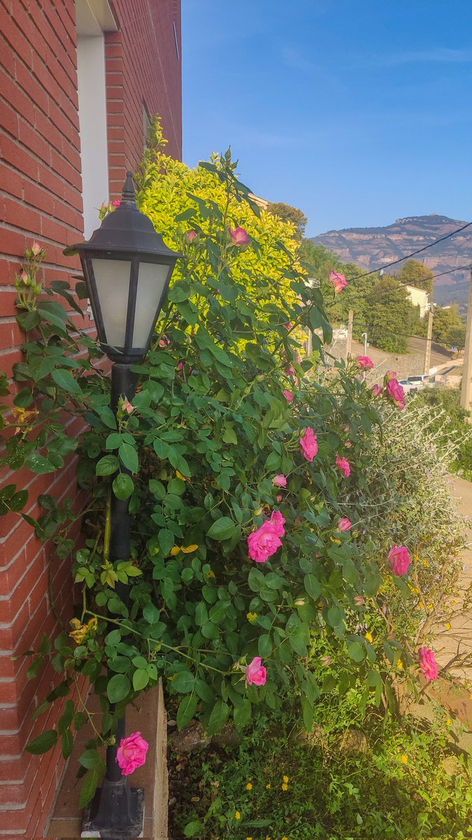 Que bonita que es la primavera 🥰