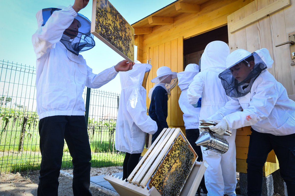 DutchMFA's tweet photo. 🇸🇮🐝 Today, the #Slovenia-#Benelux friendship bee hotel was unveiled to mark the 30th anniversary of diplomatic relations between the Republic of Slovenia and the Benelux countries. Learn more: https://t.co/QEH81FF5ME #WorldBeeDay https://t.co/V31exKLw4s