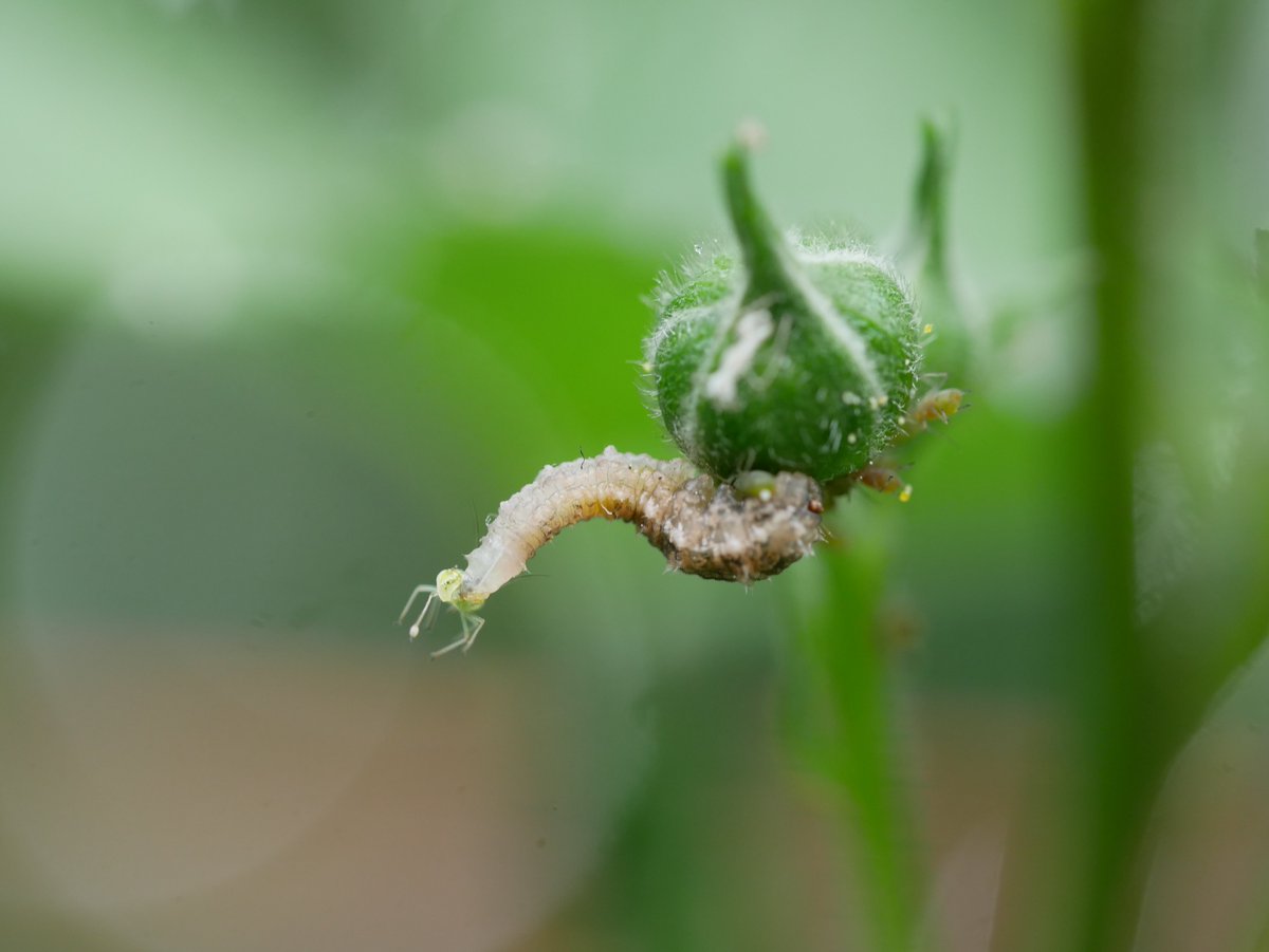 Machines of mass #aphid destruction 💕
 #hoverfly #ipm #biocontrol #pollinators