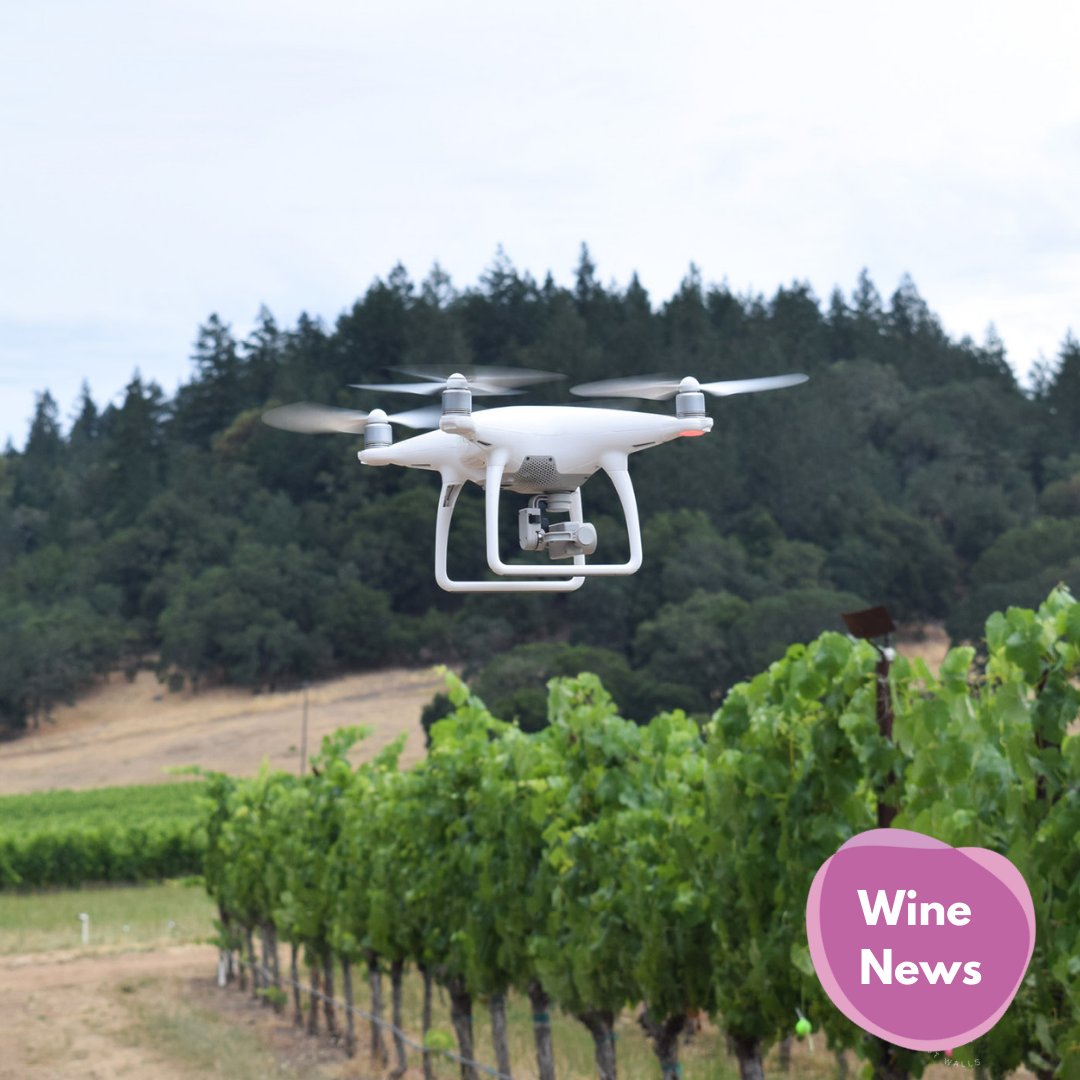 5StarWines's tweet photo. What are the latest #technologicaltrends in the #wine industry? AI, NFTs, augmented reality, drones and so much more in the @Forbes article "The Biggest Technology Trends In Wine And Winemaking"
π https://t.co/bdMJXO0Baj πΈ @SevenFiftyDaily @steviekim222 @VinitalyTour #winenews https://t.co/EUgfugSsmT