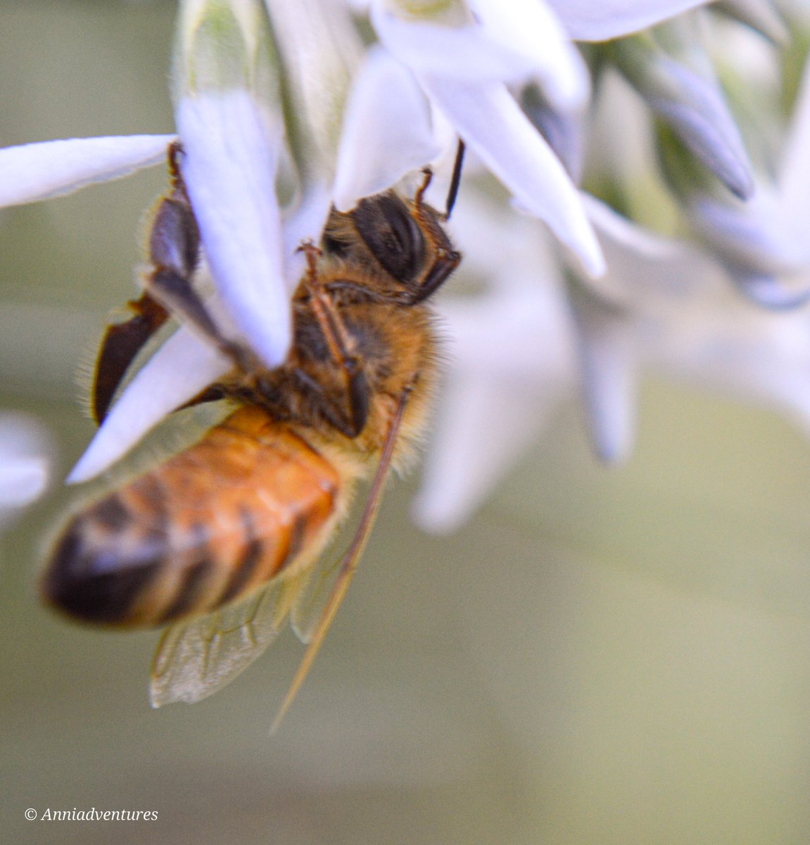 anniadventures's tweet photo. #macromood #bee #bees #biene  #bumblebee #bumblebees #beephotography #beephotos #wildbees #beautifulbees #beesoftheworld #beeoftheday #savethebees #macrobee #insects #insectphotography #insectmacro #macro #macrophotography  #wildlifephotography https://t.co/uO70O49m6N