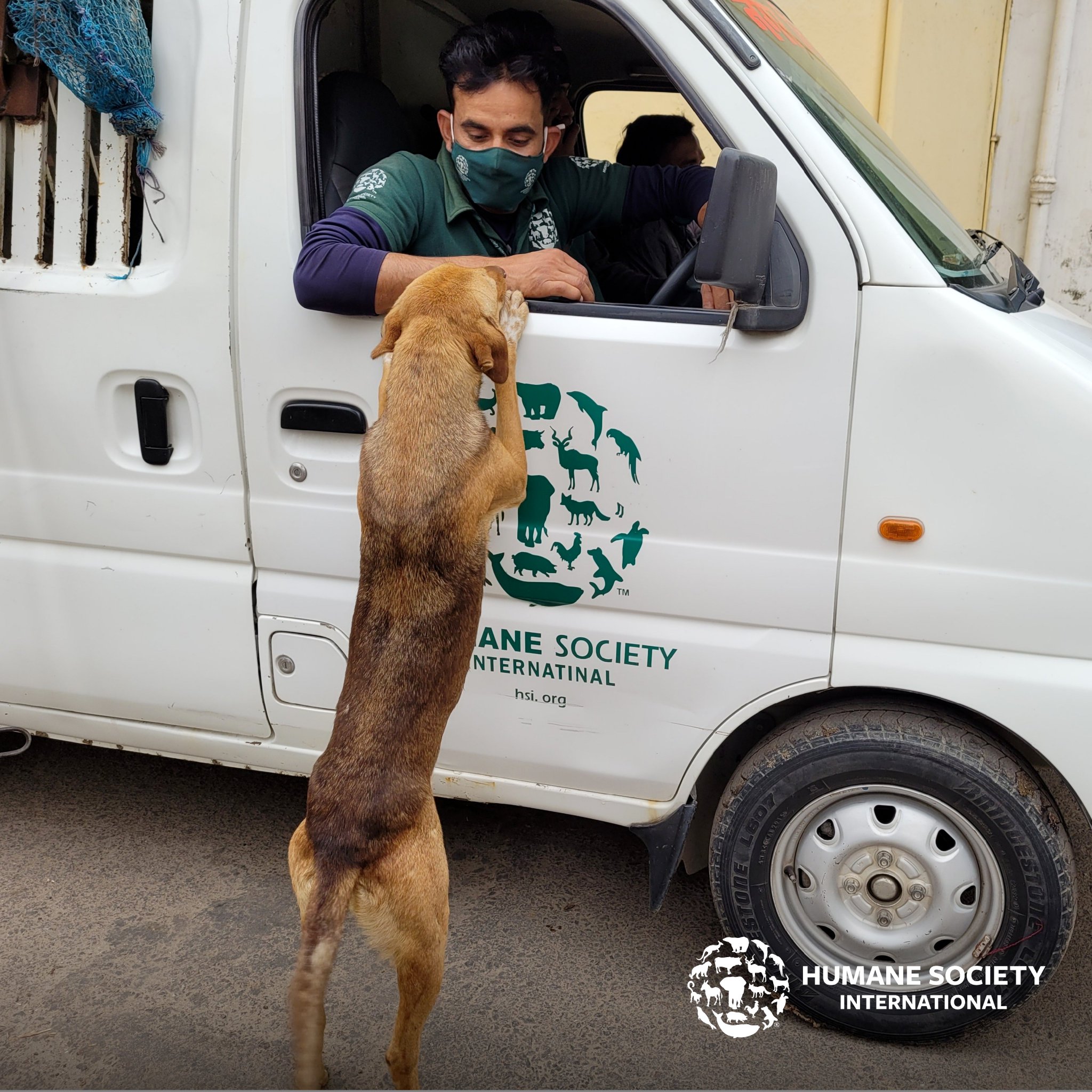 Humane Society International on Twitter "(2/2) The goal is to spay/neuter 80 of the population