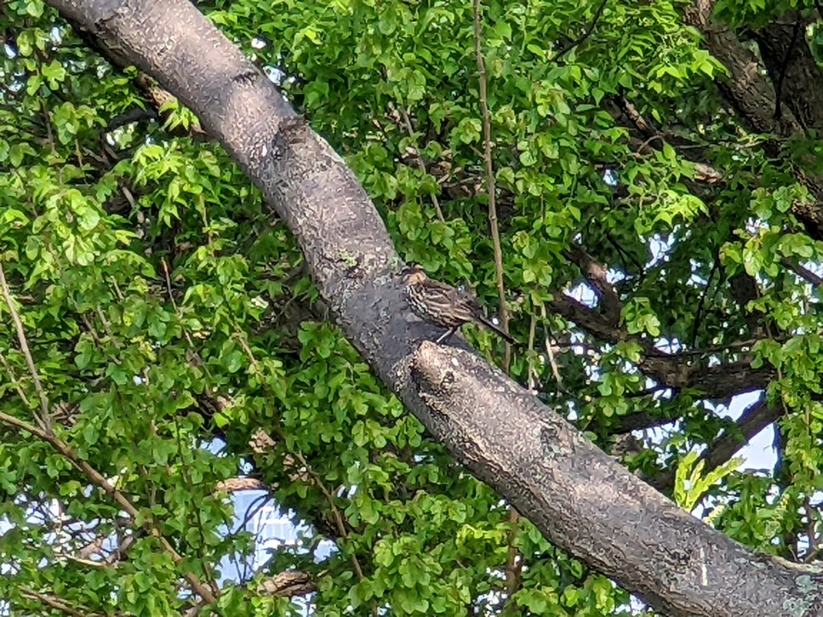 EricFalquero's tweet image. No better way to bless the #CJS2022 day than with a lifer: red-winged blackbird. Seems about as common as a robin here. No less special.

Good morning, Chicago. Ready to learn! 📚