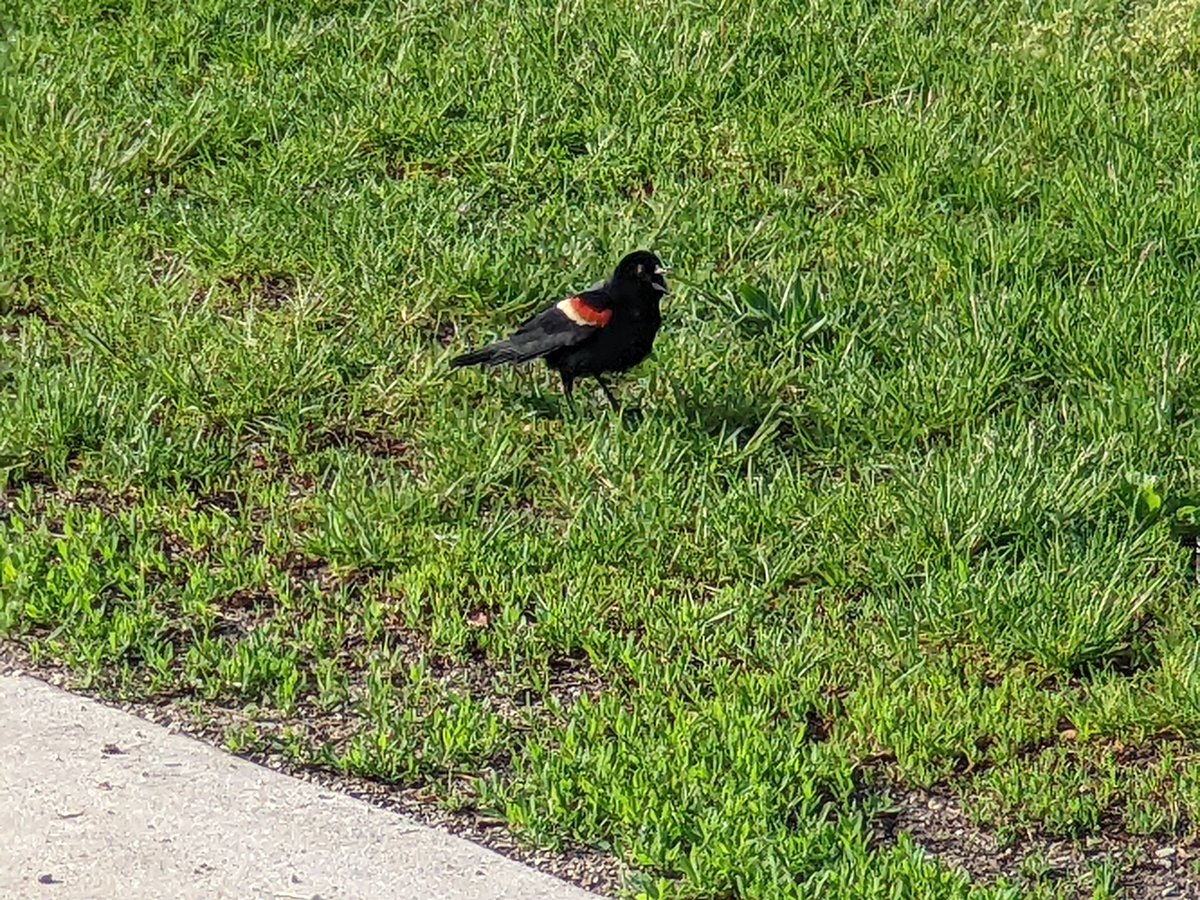 EricFalquero's tweet image. No better way to bless the #CJS2022 day than with a lifer: red-winged blackbird. Seems about as common as a robin here. No less special.

Good morning, Chicago. Ready to learn! 📚