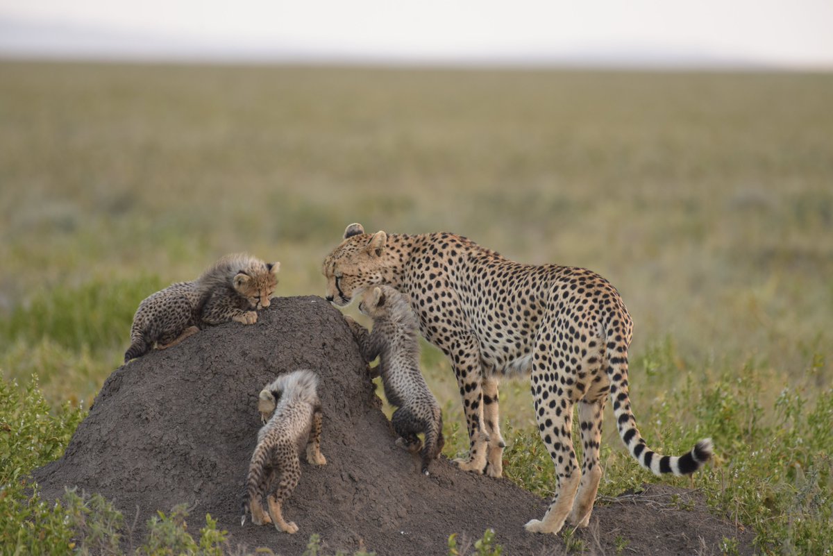 SerengetiCheeta's tweet photo. 3901FC, a mother of 3 playful fluffballs - seen across the Macao plains. 
#serengeticheetahs #spottycats #cheetahswemonitor #cheetahsoftheserengeti #motherhood #floof #cheetahsoftwitter #serengeticheetahproject #zoologicalsocietyoflondon
@SarahMDurant @OfficialZSL @CCIAfrica https://t.co/r6AaL4ZxxS