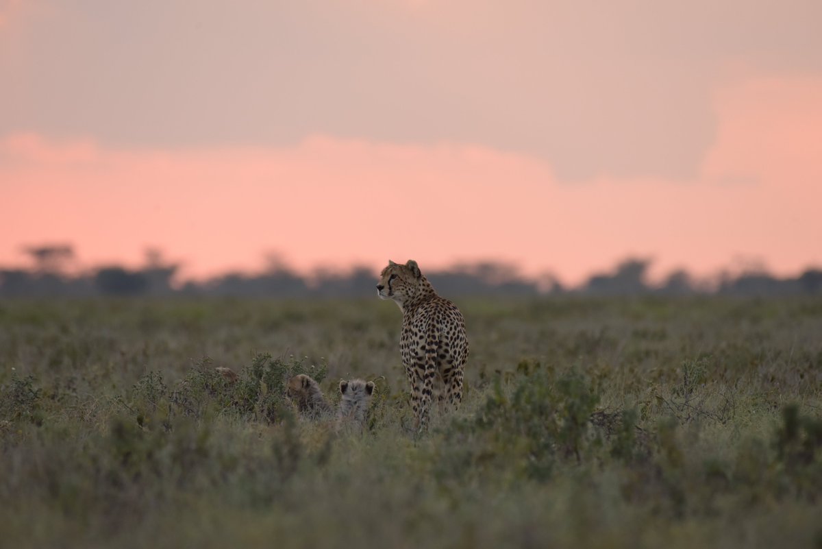 3901FC, a mother of 3 playful fluffballs - seen across the Macao plains. #serengeticheetahs #spottycats #cheetahswemonitor #cheetahsoftheserengeti #motherhood #floof #cheetahsoftwitter #serengeticheetahproject #zoologicalsocietyoflondon @SarahMDurant @OfficialZSL @CCIAfrica