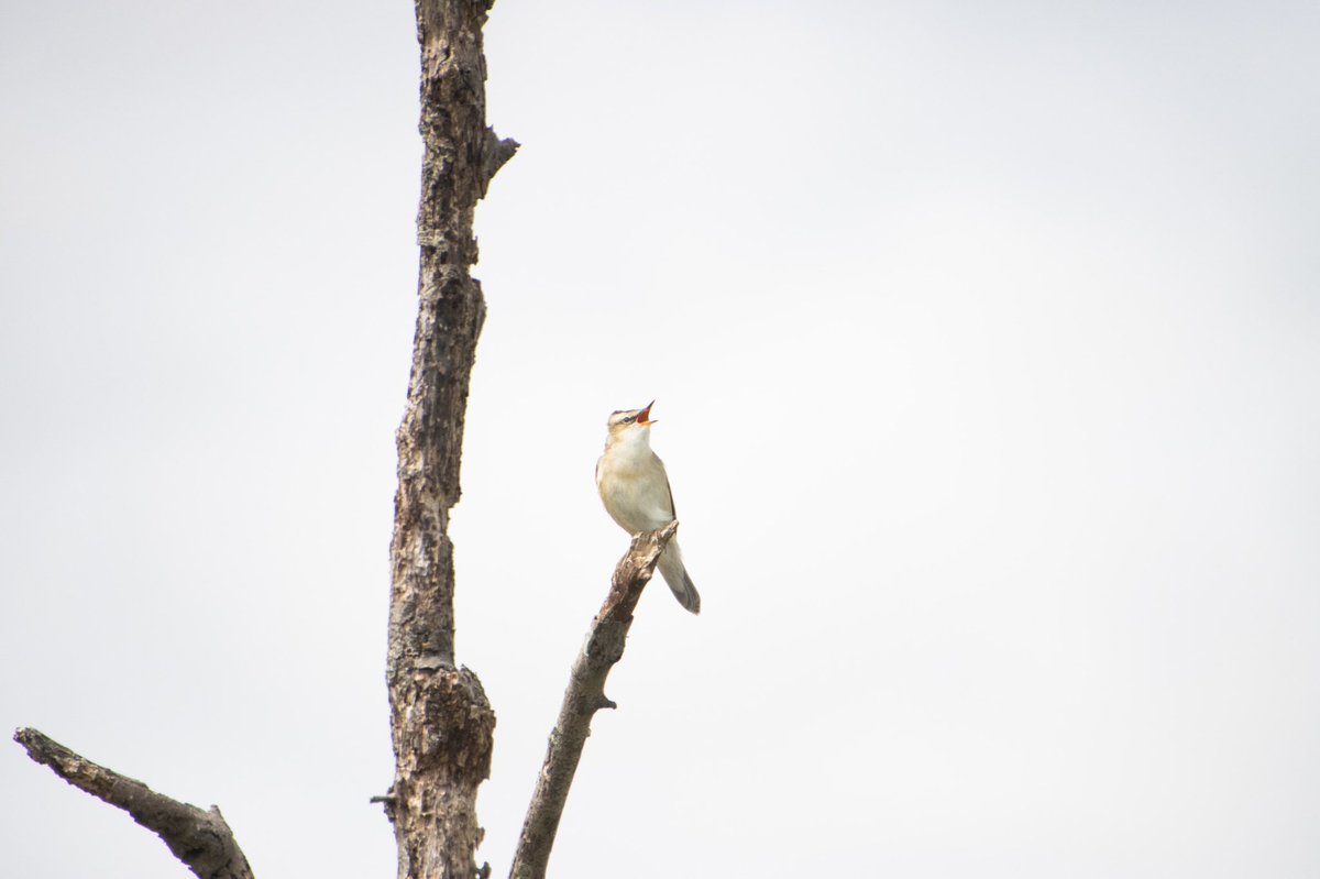 NTSUConSoc's tweet photo. We had a fantastic day out at @RSPBFrampton yesterday - with Avocets, Sedge and Reed Warblers and Spoonbills!
photos from @joshmshaw
@Natures_Voice #consoc https://t.co/tH2vS5FT4Z