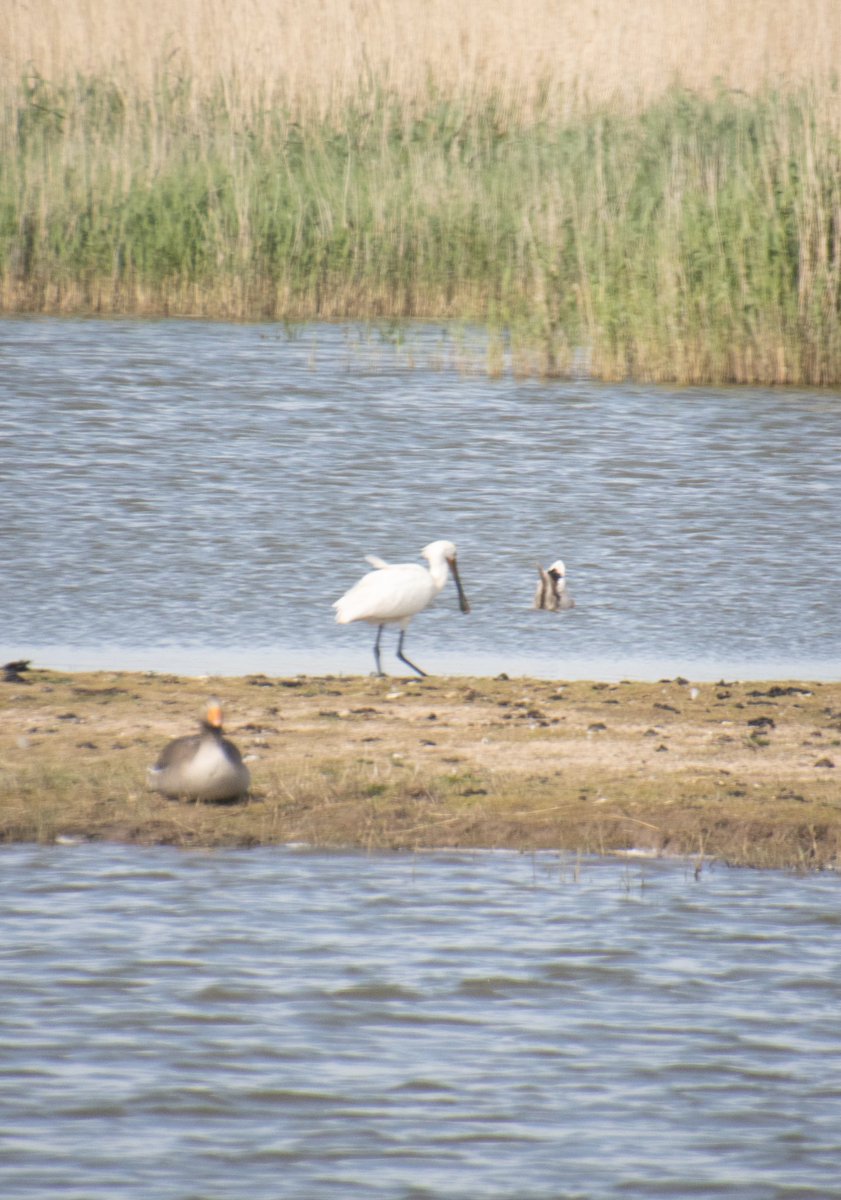NTSUConSoc's tweet photo. We had a fantastic day out at @RSPBFrampton yesterday - with Avocets, Sedge and Reed Warblers and Spoonbills!
photos from @joshmshaw
@Natures_Voice #consoc https://t.co/tH2vS5FT4Z