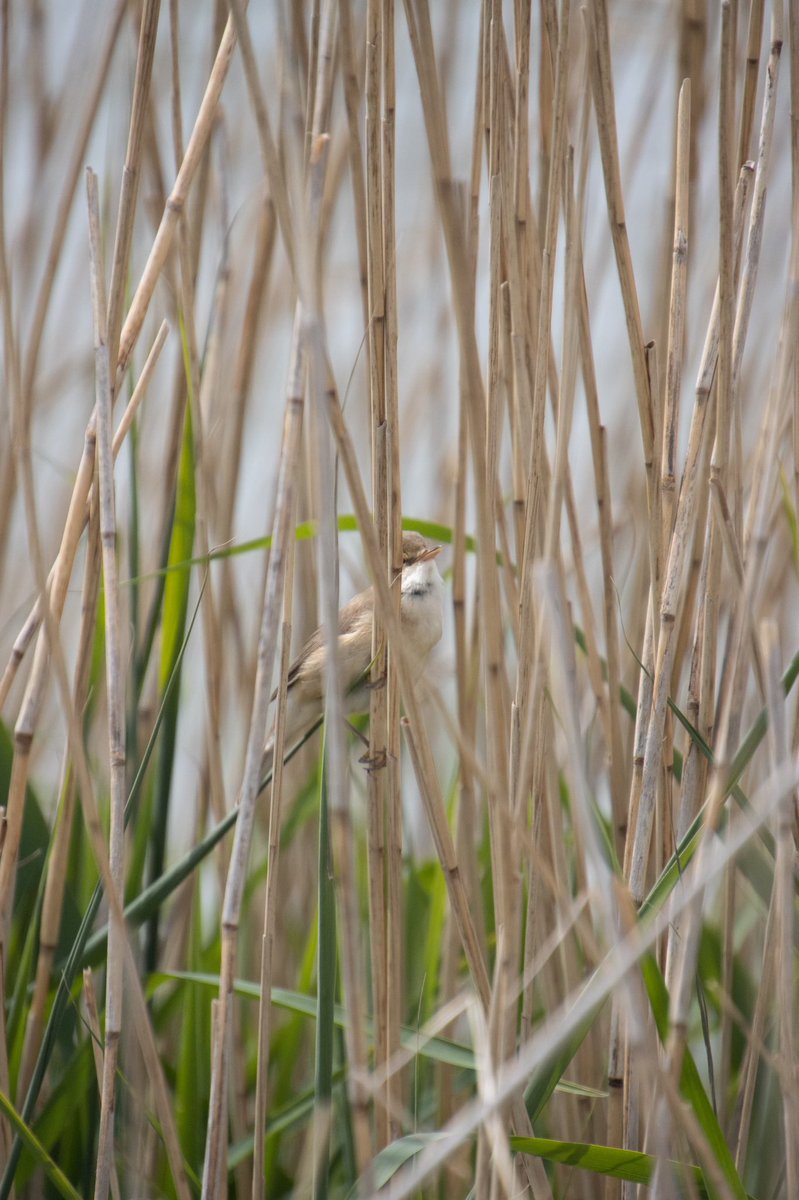 NTSUConSoc's tweet photo. We had a fantastic day out at @RSPBFrampton yesterday - with Avocets, Sedge and Reed Warblers and Spoonbills!
photos from @joshmshaw
@Natures_Voice #consoc https://t.co/tH2vS5FT4Z