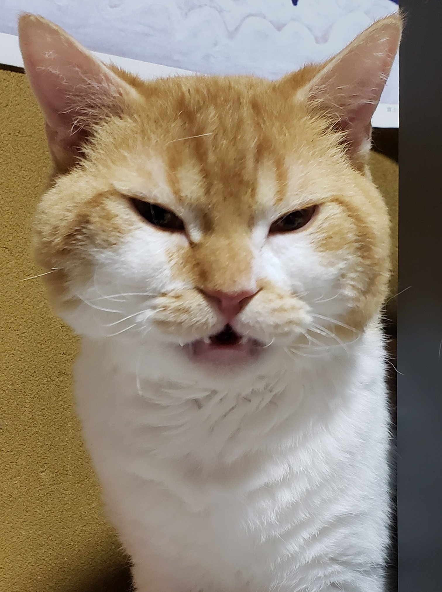 ラムキンのもやし君 Xwsypvsdct5k2gn めっちゃ面白いですよね 本人 猫 は真剣なんだろうけど笑 Twitter