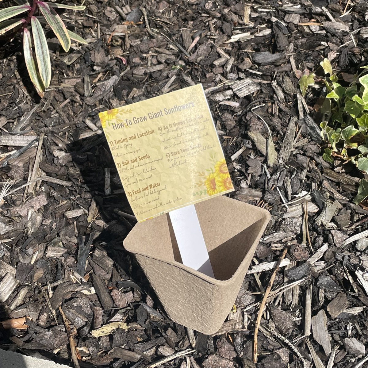 CTSWeAre's tweet photo. This Friday its World Bee Day, as bees are naturally attracted to sunflowers and sunflowers enable bees to produce honey, we came up with a competition to encourage our team at CTS to promote sustainability and save the bees. 🐝 🌻
#BeeResponsible #WeAreCTS #Sustainablity https://t.co/XLaoDMzpFV