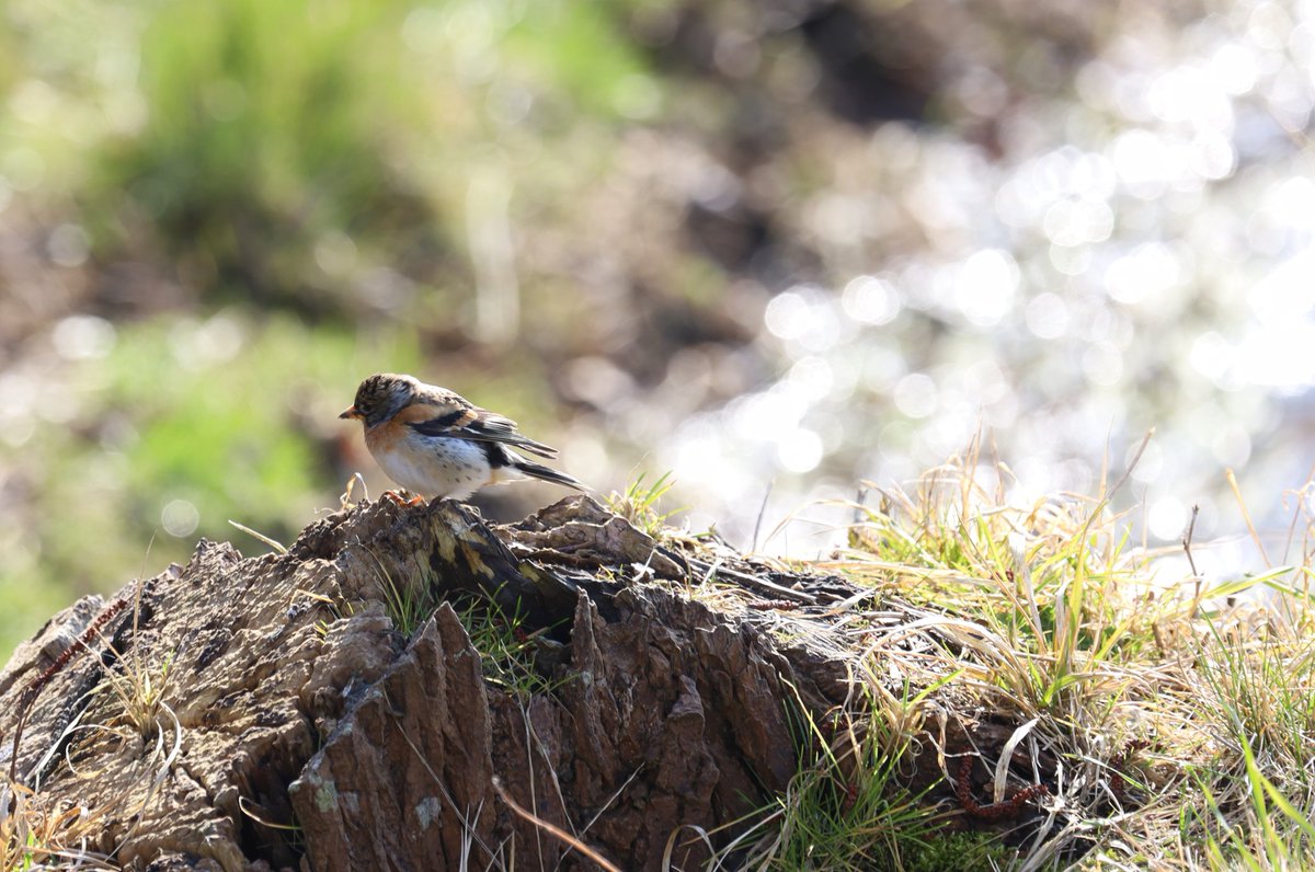 WNapBaukema's tweet photo. Laatst in #Denmark voor het eerst een #keep voor de camera aan een klein #stromend #beekje. Lijkt me nu ook heerlijk, 't is warm en benauwd #weer, nog maar enkele #spetters gehad. @vogelnieuws #natuur https://t.co/SmJ5xNMvZM