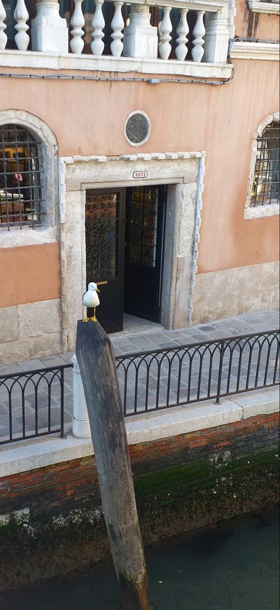 The Story of a Seagull (and the cat who taught her to fly — Remembering Sepulveda) Venezia