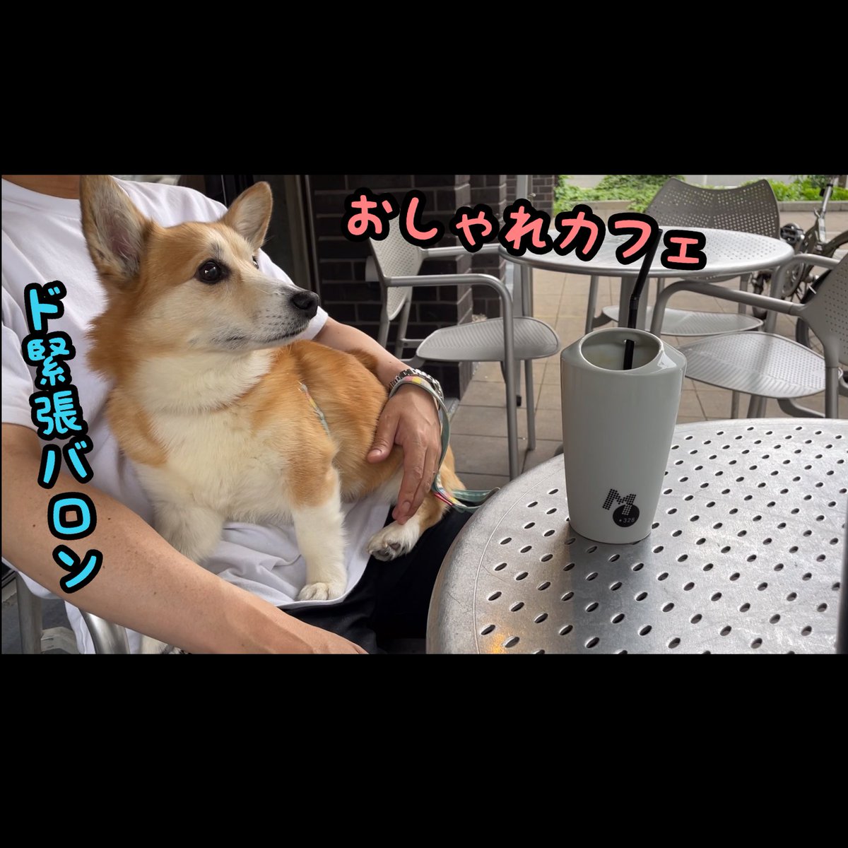 atmurnduke's tweet photo. おしゃれタウンのおしゃれカフェで緊張が隠せないコーギー犬バロン #corgi #コーギー #いぬ https://t.co/kf4fYTOkqs @YouTubeより https://t.co/TS1y0VHO7Q