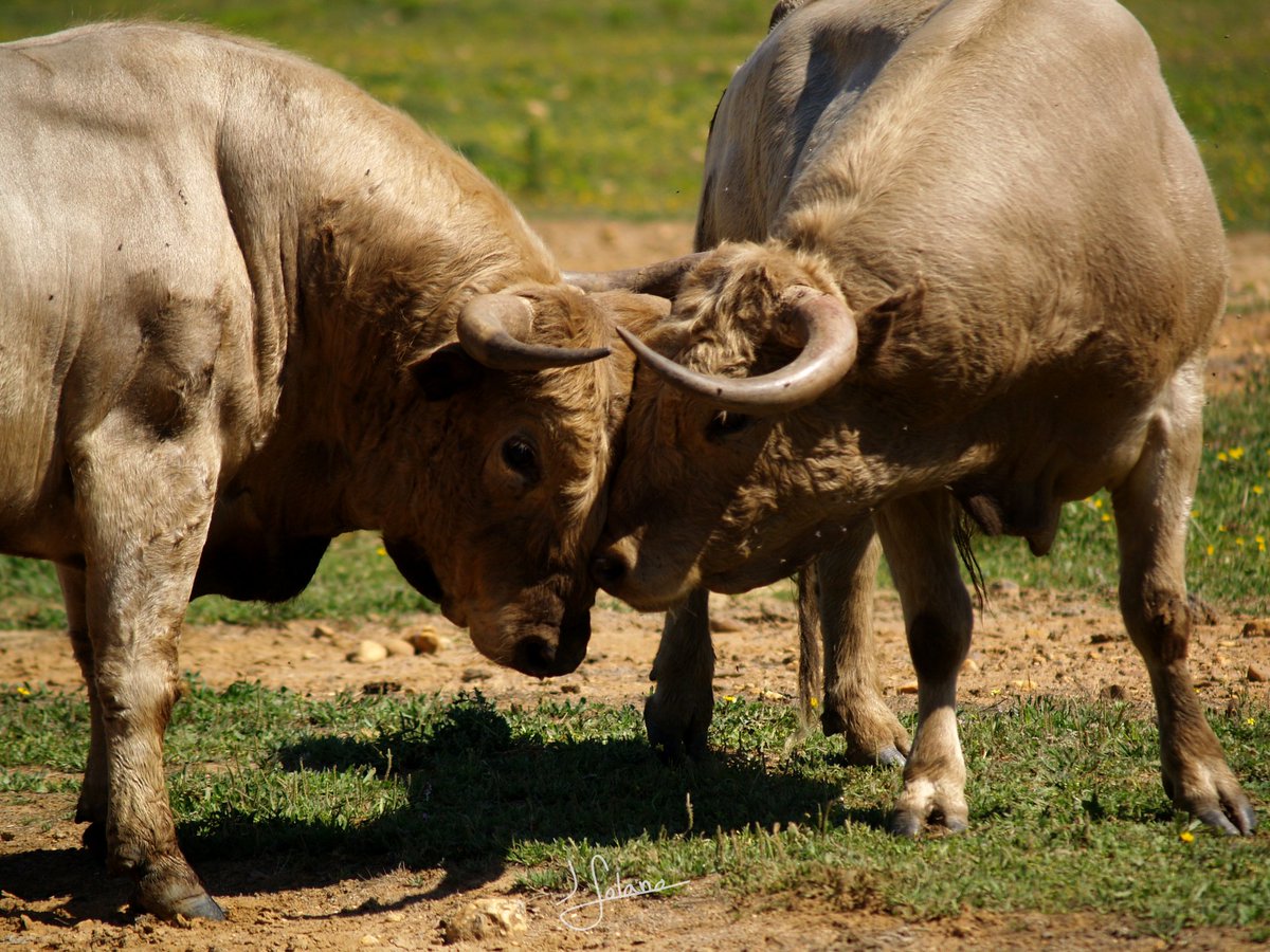 3puyazos's tweet photo. 🔴🟡 TOROS DE PRIETO DE LA CAL🔴🟡

Que serán picados por:

#PacoNavarrete
@ADRINAVARRETE3
#sanchezmuriel
@AlbertoElPica
#JMSangüesa
@Gabino1303

19:00h, 11 de Junio, San Agustín del Guadalix.

Compra tus abonos en el siguiente link 👇
https://t.co/Qj0PdmDc8z

🟤🟡#3puyazos🟡🟤 https://t.co/h5VTEMzgF1