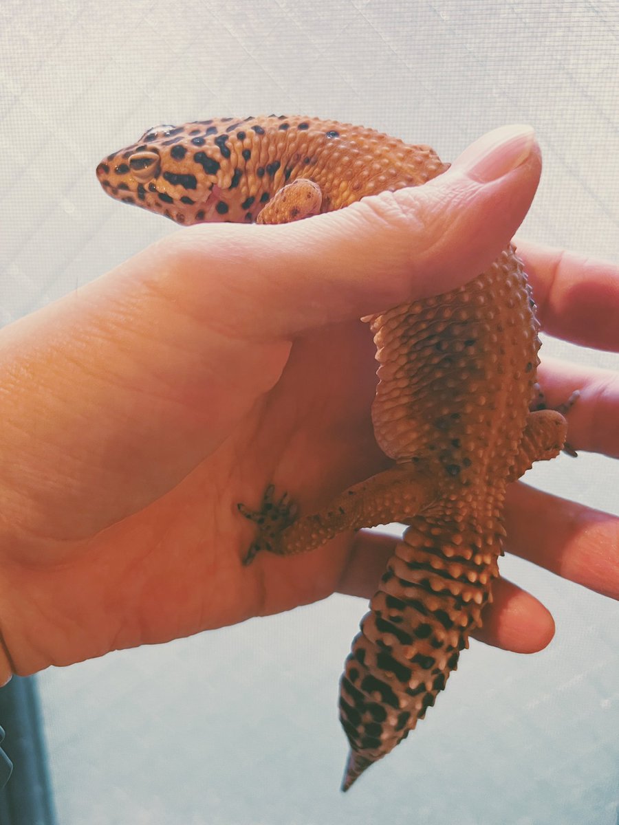 最近元気がなく、食欲もなかったから心配になって今日病院に連れて行ったんだ……

診断結果

「肥満です。」

#レオパードゲッコー
#ヒョウモントカゲモドキ