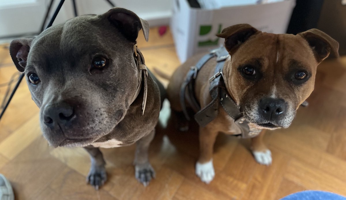 👀👀The watchers - just in case a crumb falls 👀👀