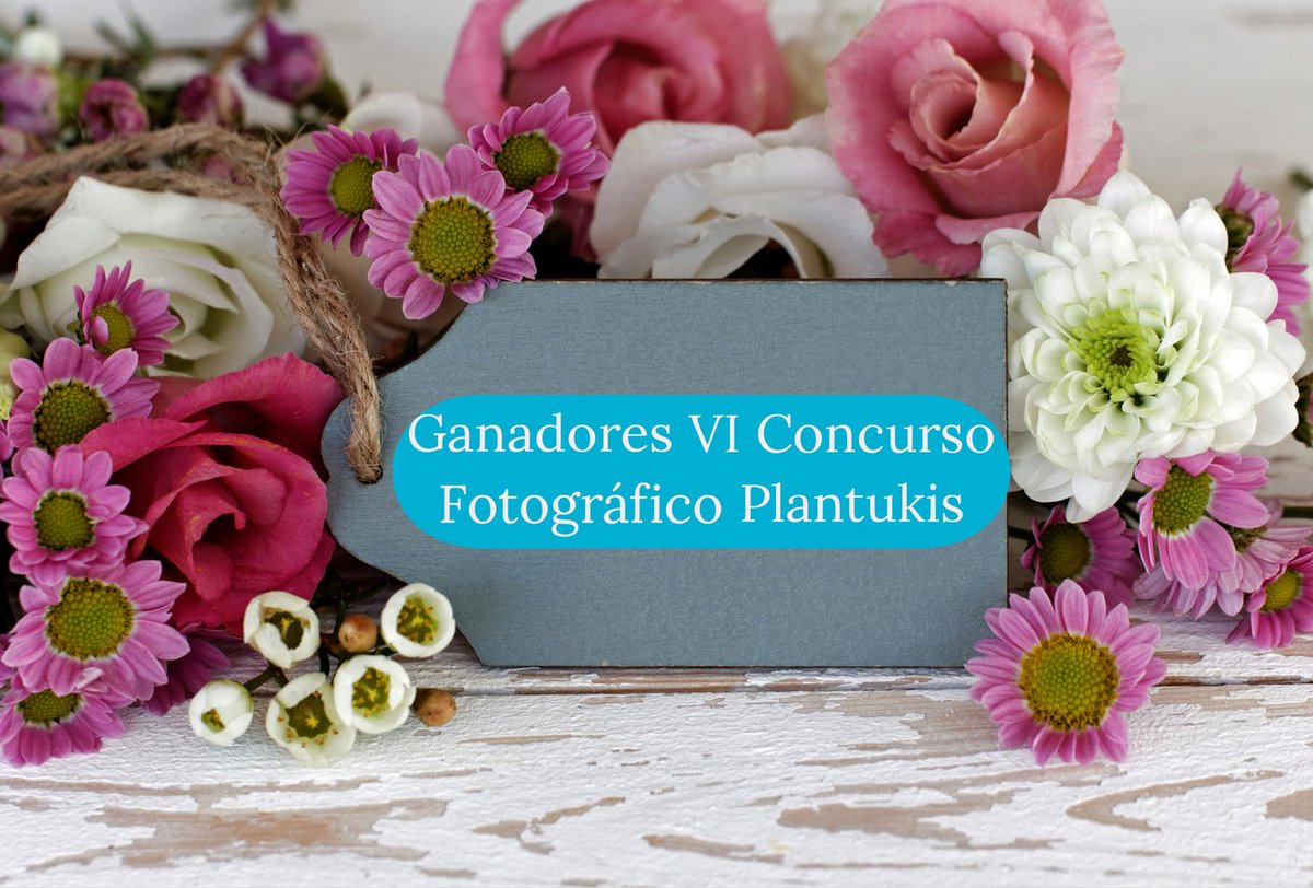 Plantukis tweet media