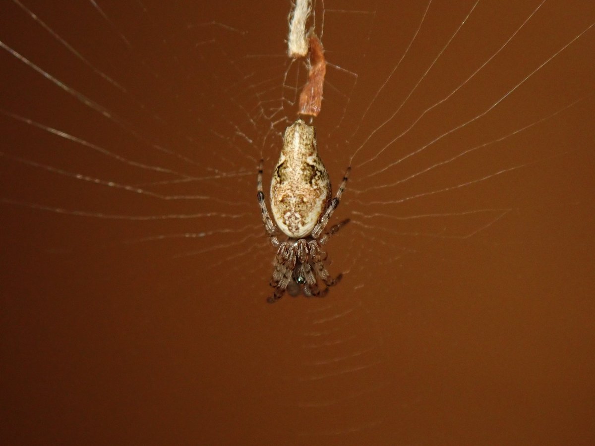 クモちゃん‼️ クモちゃん (@JunichiKumo) / Posts / X