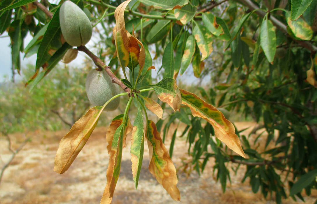 LIFE Resilience pone fin a su trabajo con un modelo replicable de prácticas sostenibles contra la Xylella fastidiosa
agroinformacion.com/life-resilienc…