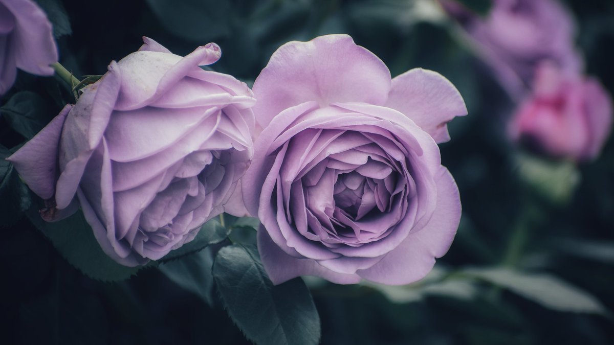 camera_life_ao's tweet photo. しのぶれど

#Nikon https://t.co/EEEqYeMBhT