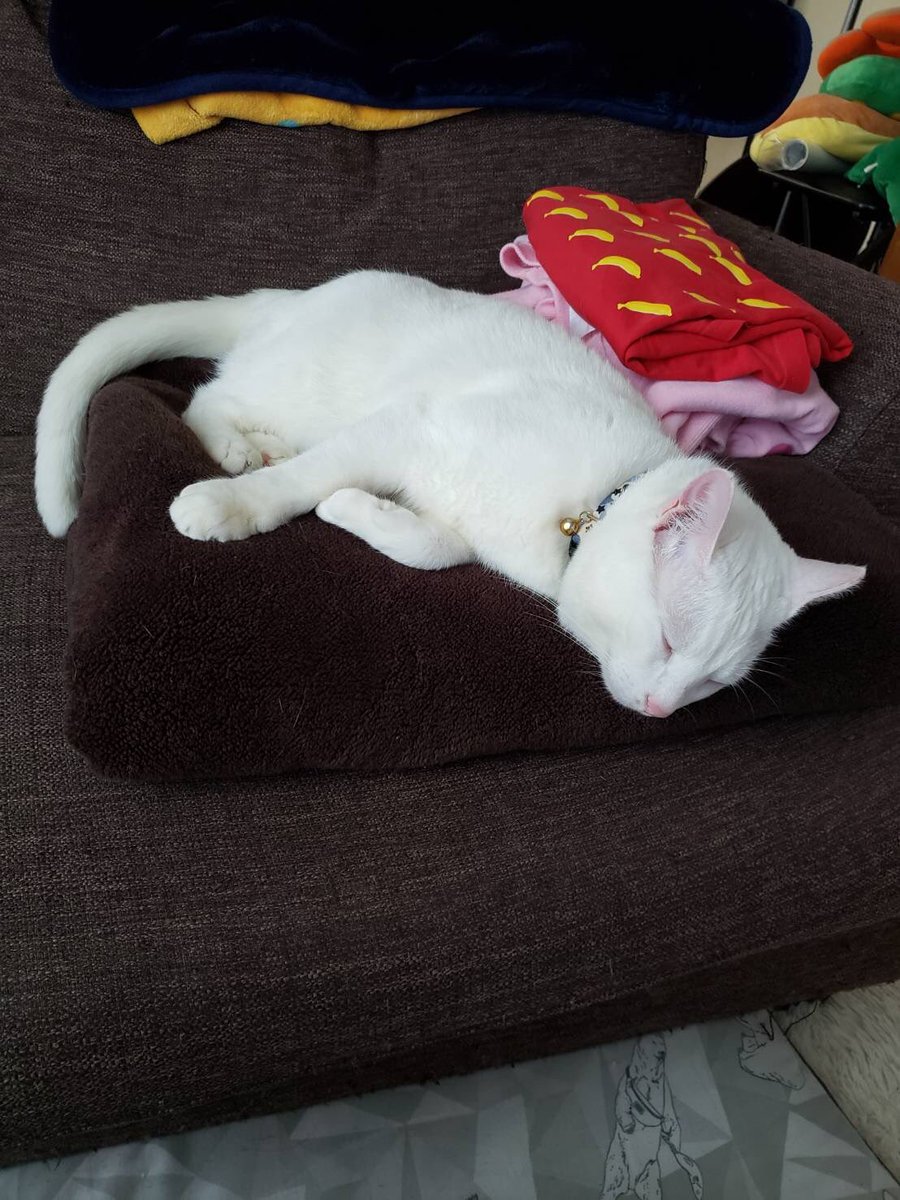 洗濯物を畳んで疲れたテトくん