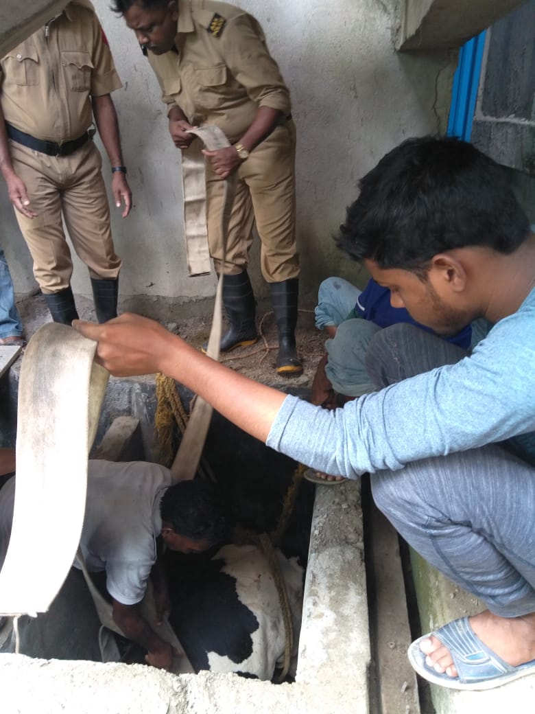 FireService_ANP's tweet photo. For us Animal life is precious too!
#FSBambooflat safely rescued a Cow on 14th May. The cow fell into a septic tank at Nayabasti, BambooFlat.
Uncovered pit holes/tanks are dangerous for children & livestock.
#Takecare
@MediaRN_ANI @DGPANIslands @Andaman_Admin https://t.co/MCjZ01to44