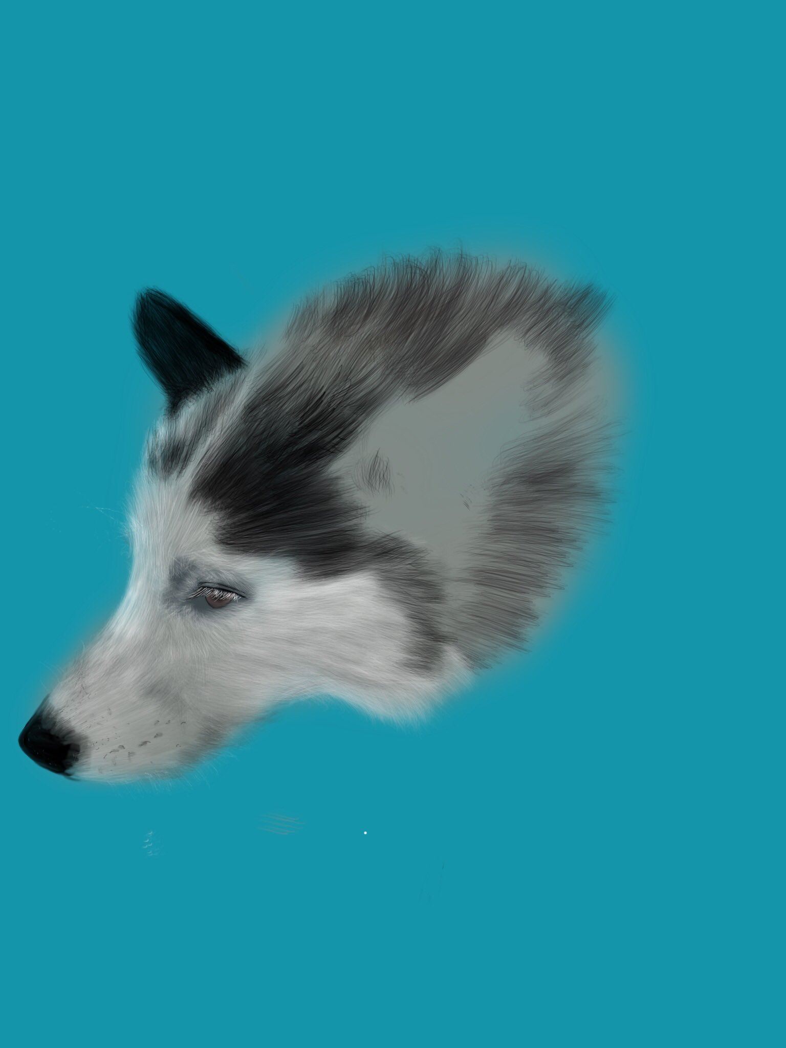 Dianne イラスト デジタルart 色鉛筆画 チョークアート 看板 犬 の毛並のリアルを表現しました 耳が動き出しそう シベリアンハスキー ハスキー ハスキー犬 犬イラスト 画家 動物イラスト 夜活 一日一絵 Artistontwitter 創作 デザイン