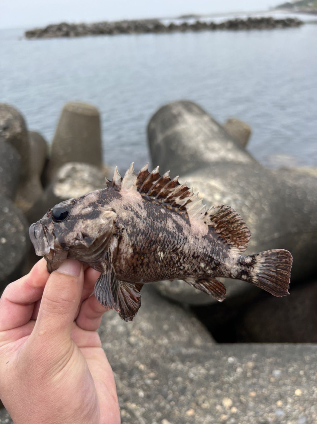 釣りバカ物語 Ft 穴釣り 133円砂肝チャレンジ 見事たいさんが釣ってくれました コスパええのー 余ったらお家で食べれるし最高ですね ちなみに鶏は歯がないので砂肝の中に入ってる砂や小石を使って食べ物をすり潰すのです じゃりじゃり 根魚