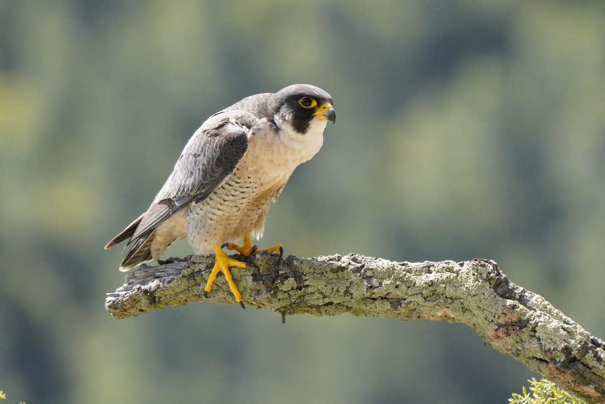 Photo_Logistics's tweet photo. Raptor hide package in Murcia region. The right time is now! #raptors #photohide #wildlifephotography
info@photo-logistics.com
WA: +34 638887681 https://t.co/VbfYopffzD