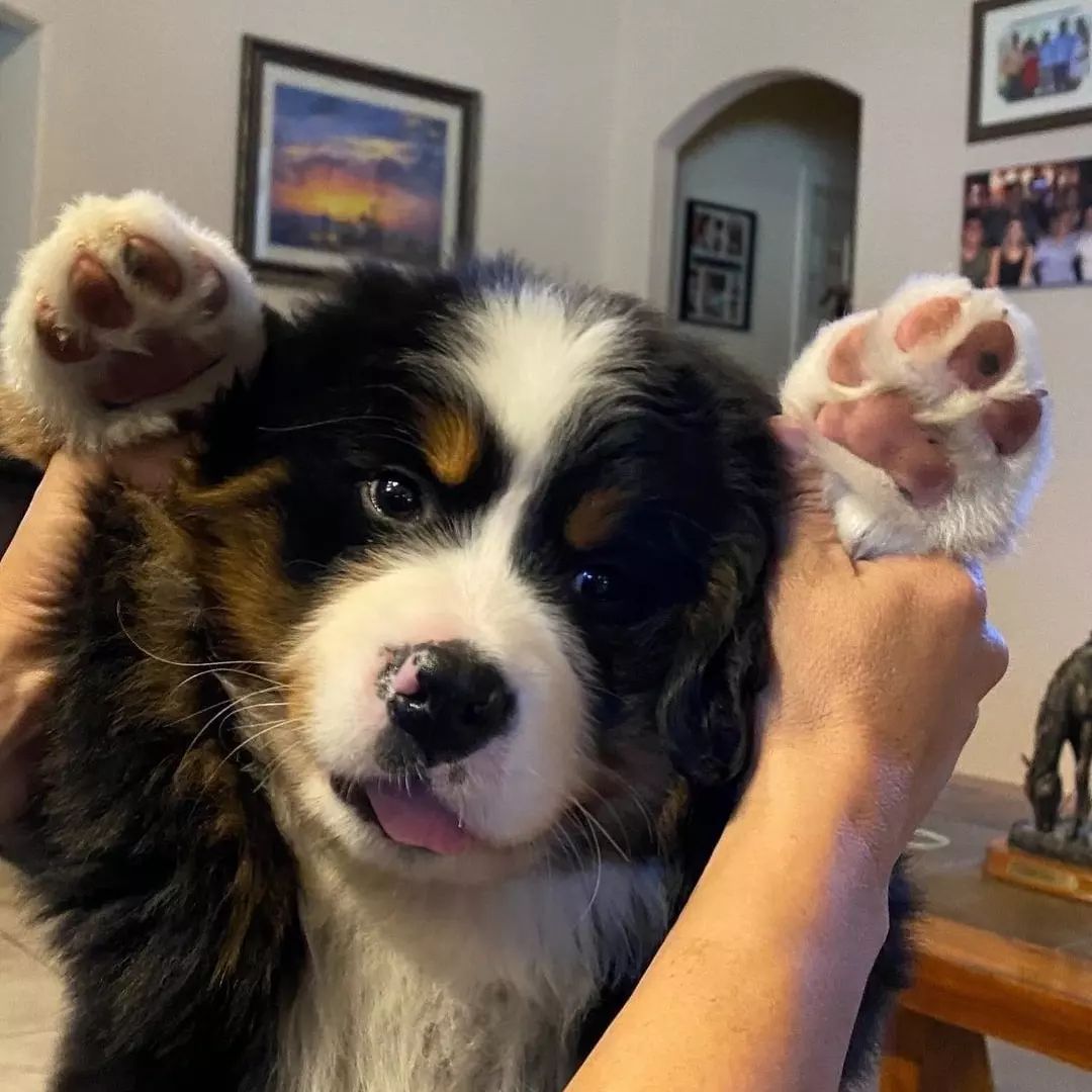 好喜欢看狗狗吐舌头，这不算怪癖吧呜呜