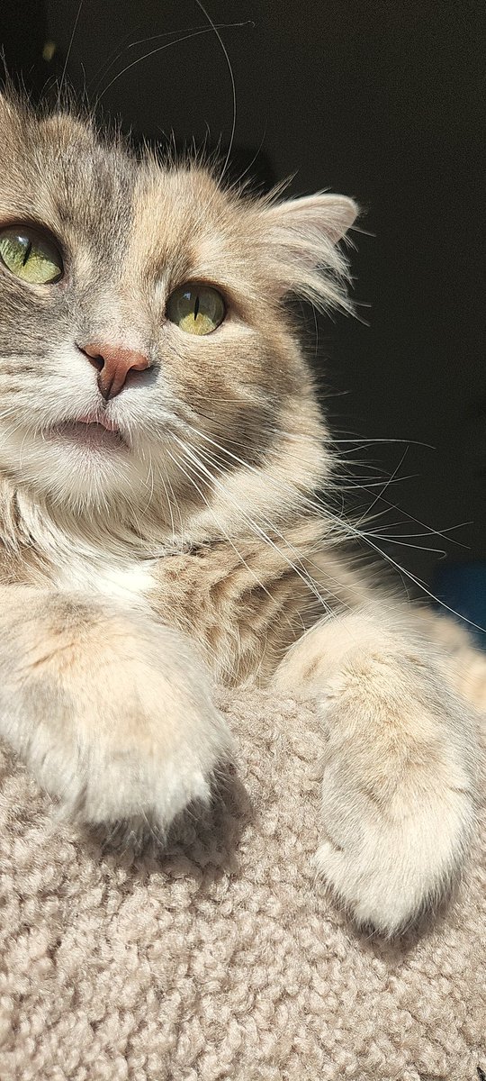 TylerDAO13's tweet image. Show me your #bleps! #CatsofTwittter