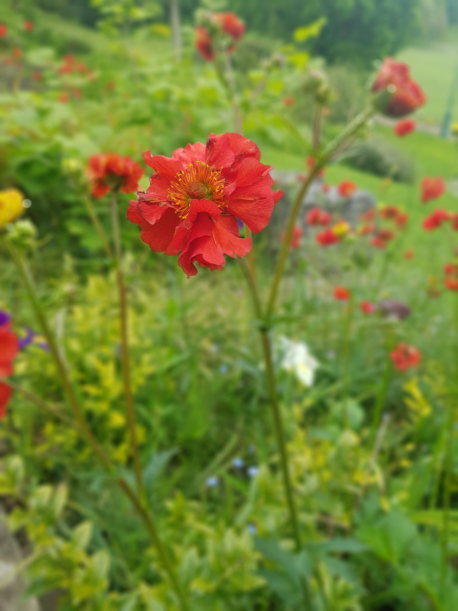Gorgeous colours in the park today 😊