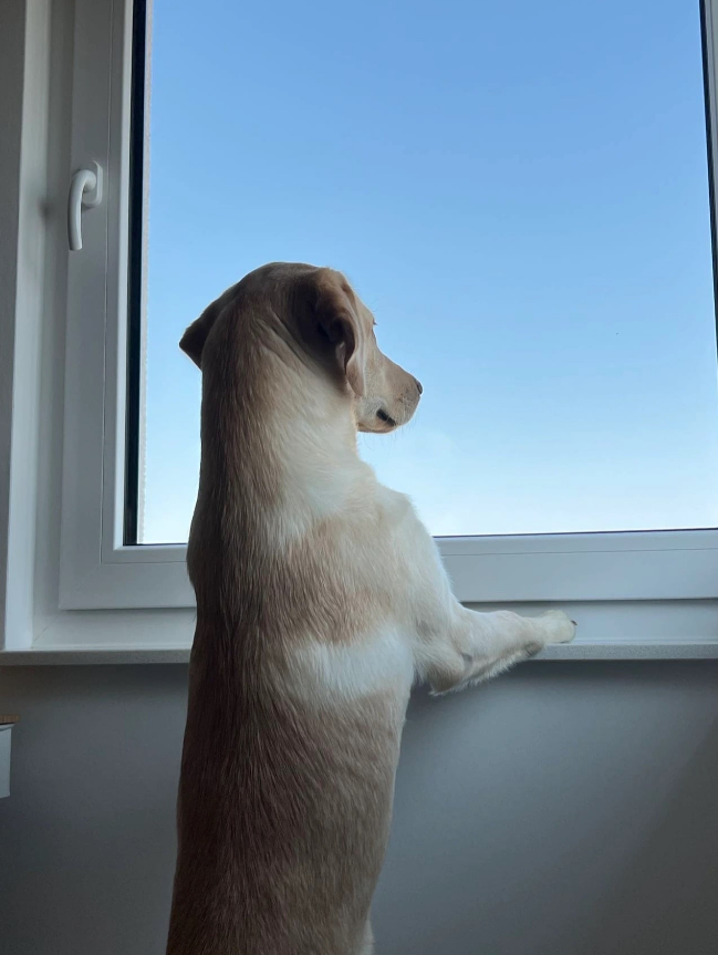 yingzi65's tweet photo. 狗子在想远方和诗的时候 https://t.co/GpO6zPeOdn