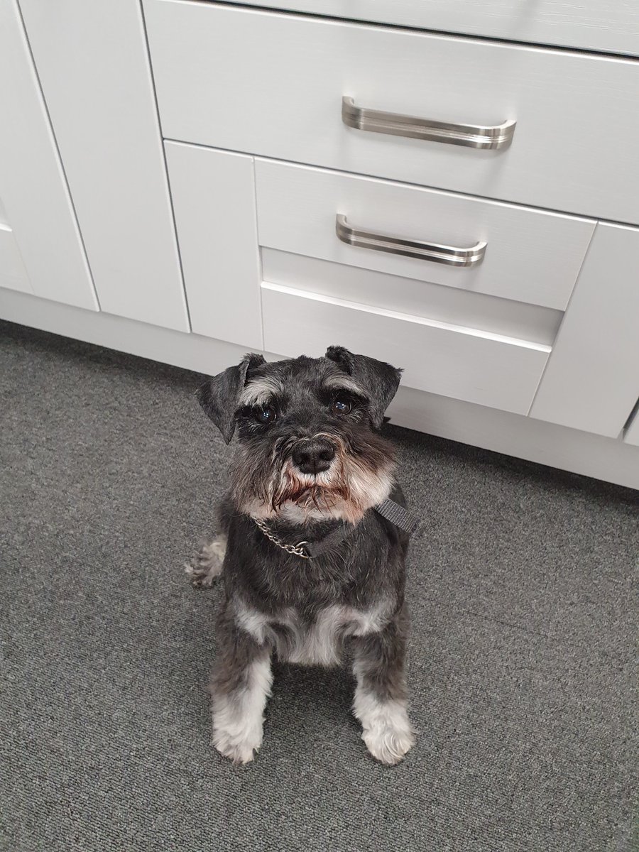 WOOF | Butler has worked here for many years and loves to greet customers with a sniff. Most of the day you will find him snoozing in our showroom 🐾

#officedogsofinstagram #officeinspo #officedoglife #officedogs #officeviews #petsinshowrooms <a href="/kbbreview/">kbbreview</a>