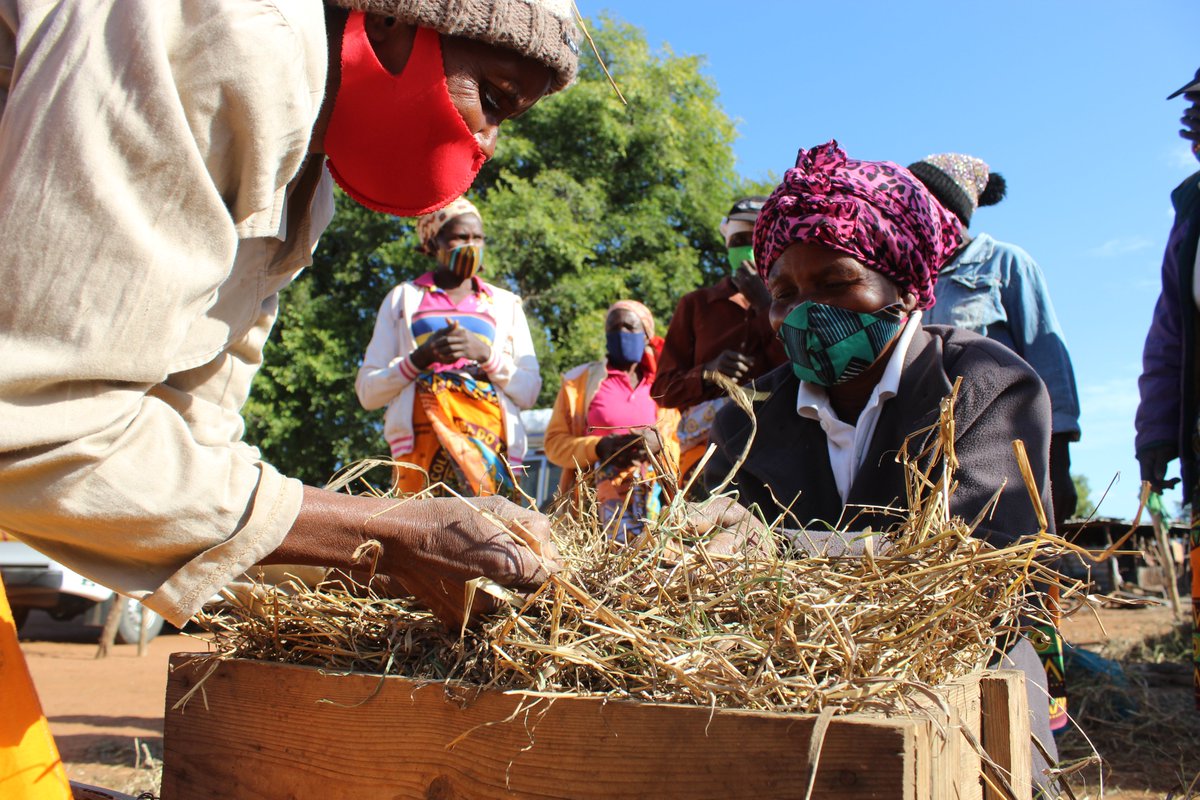 FAOMozambique's tweet photo. #FAOinAction 🇲🇿 Within Farmer Field Schools, to prevent the cattle🐄🐄🐄 from going hungry during the dry season, this group of women produces hay for scarcity period. In Gaza Province, @FAO is supporting communities to become resilient, facing #climatechange. #livestock #drought https://t.co/GymtZn5i0c