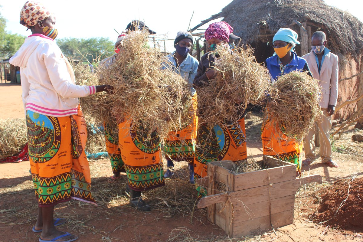 FAOMozambique's tweet photo. #FAOinAction 🇲🇿 Within Farmer Field Schools, to prevent the cattle🐄🐄🐄 from going hungry during the dry season, this group of women produces hay for scarcity period. In Gaza Province, @FAO is supporting communities to become resilient, facing #climatechange. #livestock #drought https://t.co/GymtZn5i0c