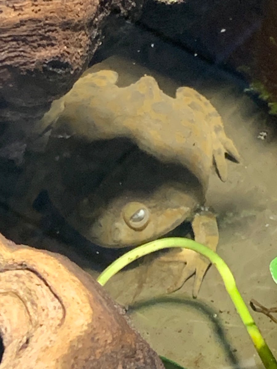 qftdrew's tweet photo. This is one angry froggy boi https://t.co/KXkN3GhhVV