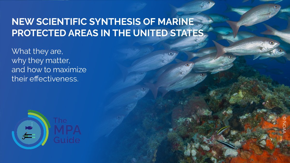 Sarah Lester, PhD (@sarahelester) on Twitter photo New study of U.S. 🇺🇸 #MPAs represents the first systematic application of The #MPAGuide in the U.S.- a framework to achieve global goals in the ocean. Check out the paper in <a href="/FrontMarineSci/">Frontiers - Marine Science</a> and lots of helpful resources
👉 frontiersin.org/articles/10.33…
👉 adobe.ly/3NfKoo8 New study of U.S. 🇺🇸 #MPAs represents the first systematic application of The #MPAGuide in the U.S.- a framework to achieve global goals in the ocean. Check out the paper in <a href="/FrontMarineSci/">Frontiers - Marine Science</a> and lots of helpful resources
👉 frontiersin.org/articles/10.33…
👉 adobe.ly/3NfKoo8